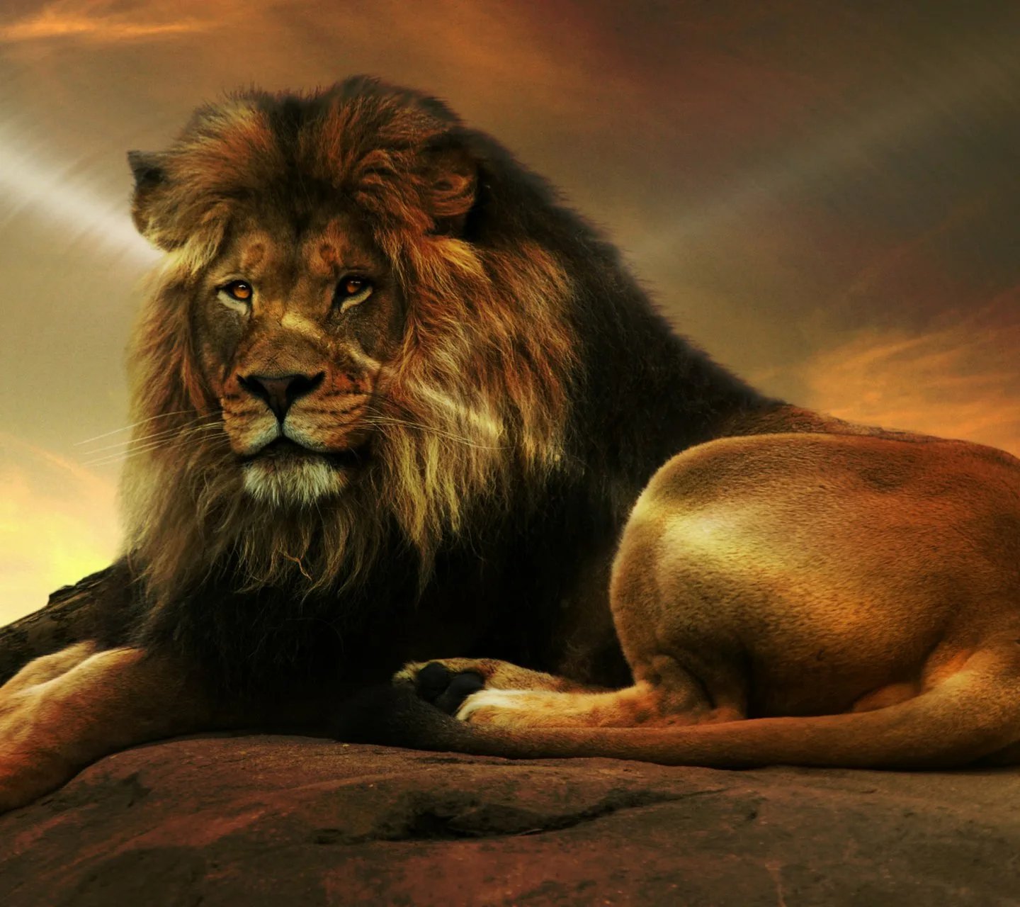красивое фото льва на аватарку