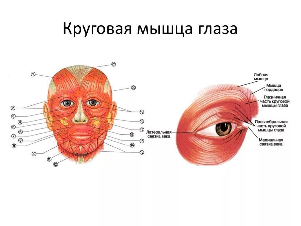 Окружающее веко. Функция глазничной части круговой мышцы глаза:. Круговая мышца глаза: глазничная, вековая и слезная части;. Крепление круговой мышцы глаза. Круговая мышца глаза (m. orbicularis Oculi).