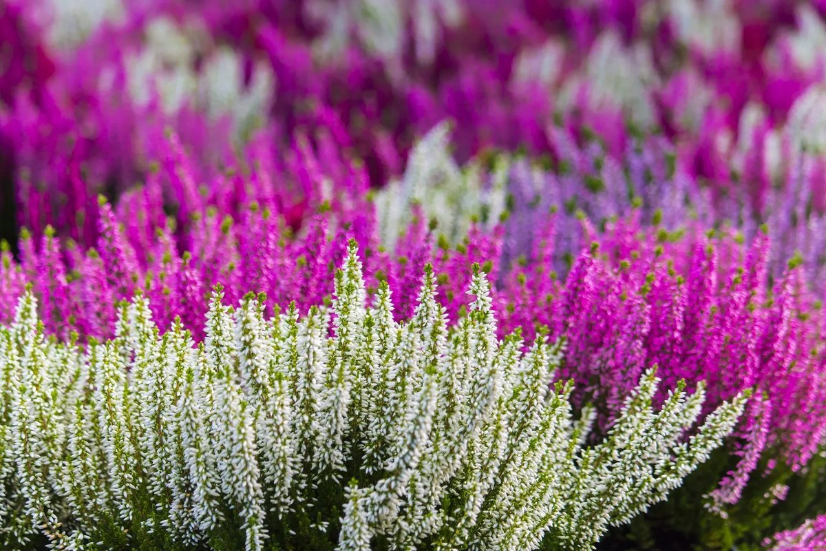 Вереск обыкновенный (Calluna vulgaris)