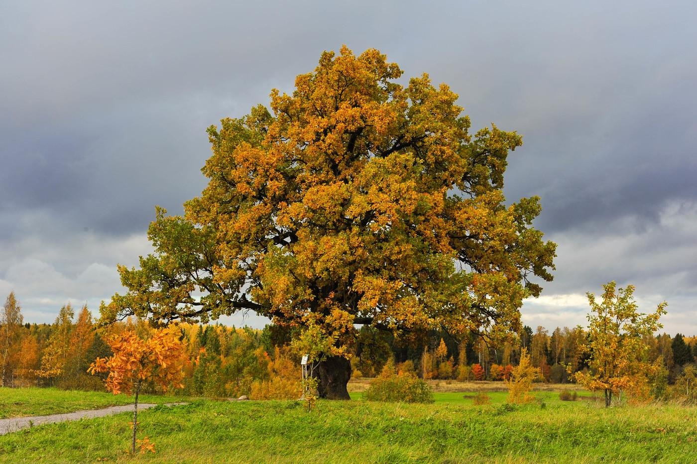 Дуб черешчатый. Дуб черешчатый (Quercus Robur). Дуб черешчатый(Quercus Robur) ареал. Дуб черешчатый (обыкновенный) - Quercus Robur. Дуб черешчатый (Quercus Robur l.).