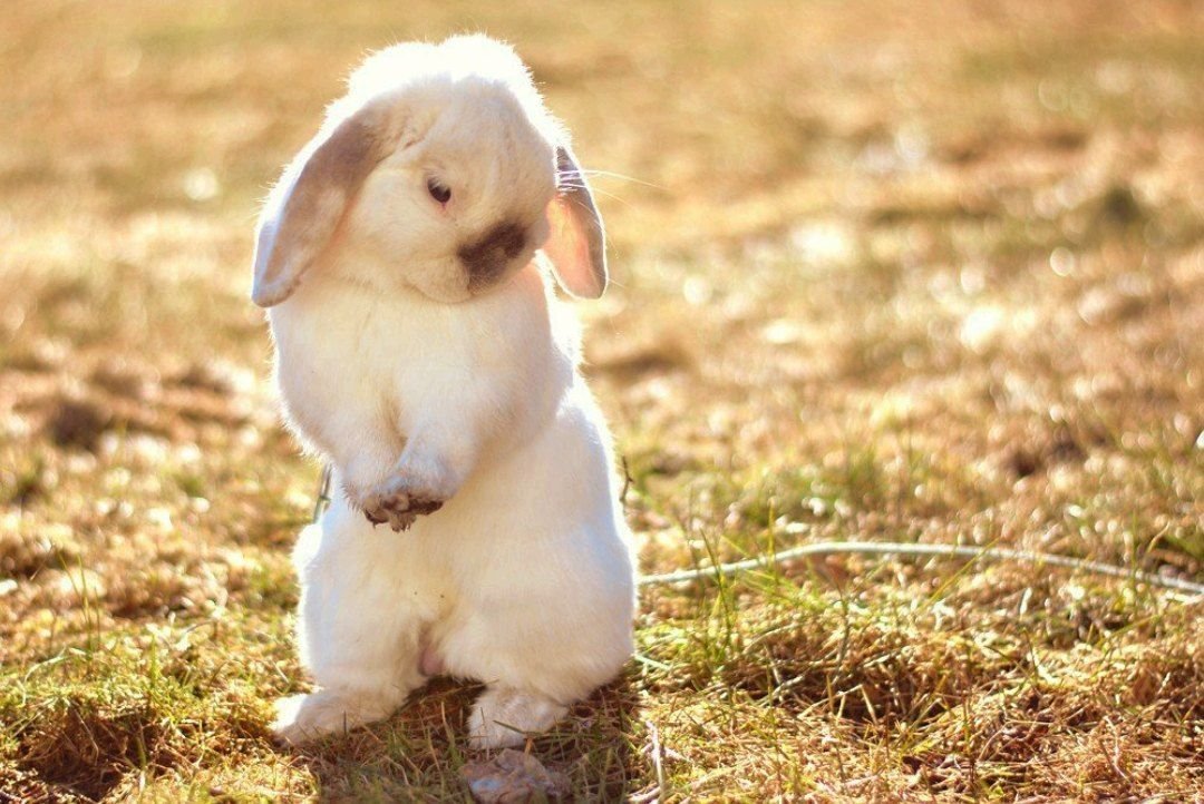 Зайчику плохо. Саша заяц. Скромный кролик. Грустный кролик. Милые зайчики.