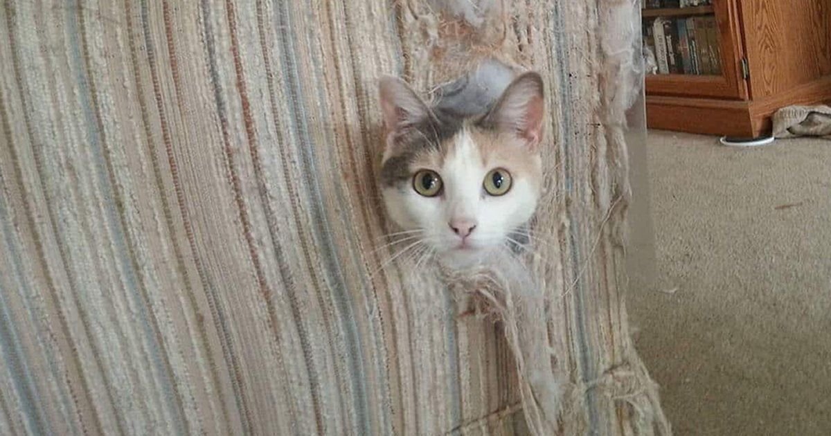 Драная кошки