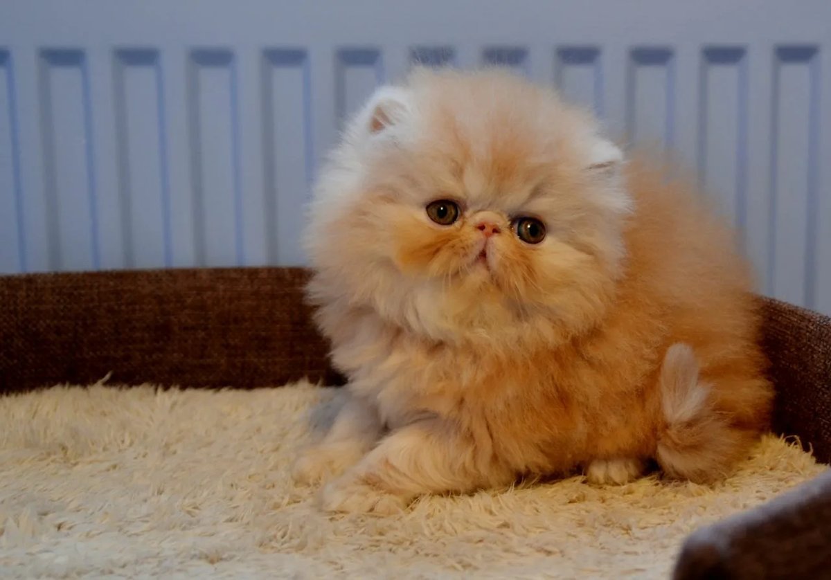 Персидская Кошка Котята