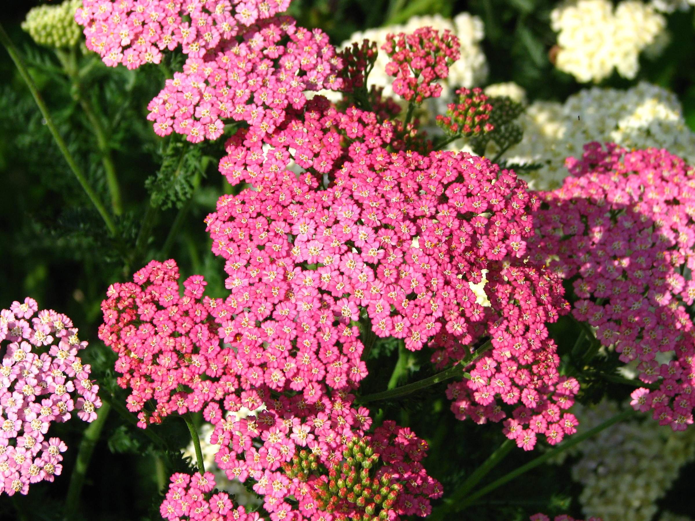 Тысячелистник обыкновенный (Achillea millefolium)