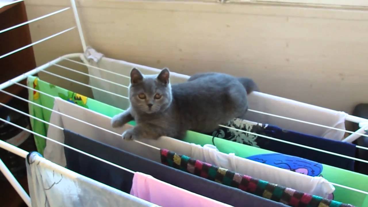 сушилка для посуды настольная dr-1 (50х23х36см) (310851). суши кот. сушка коте. кот на веревке. сушильный аппарат для котов.