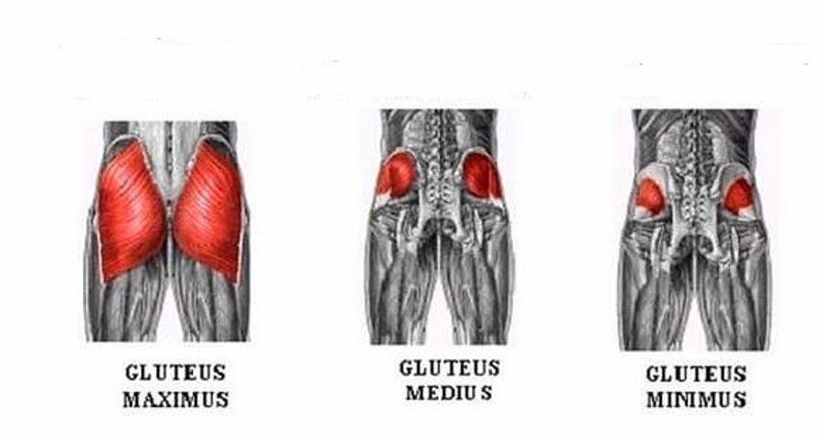 Мышцы ягодичные строение фото