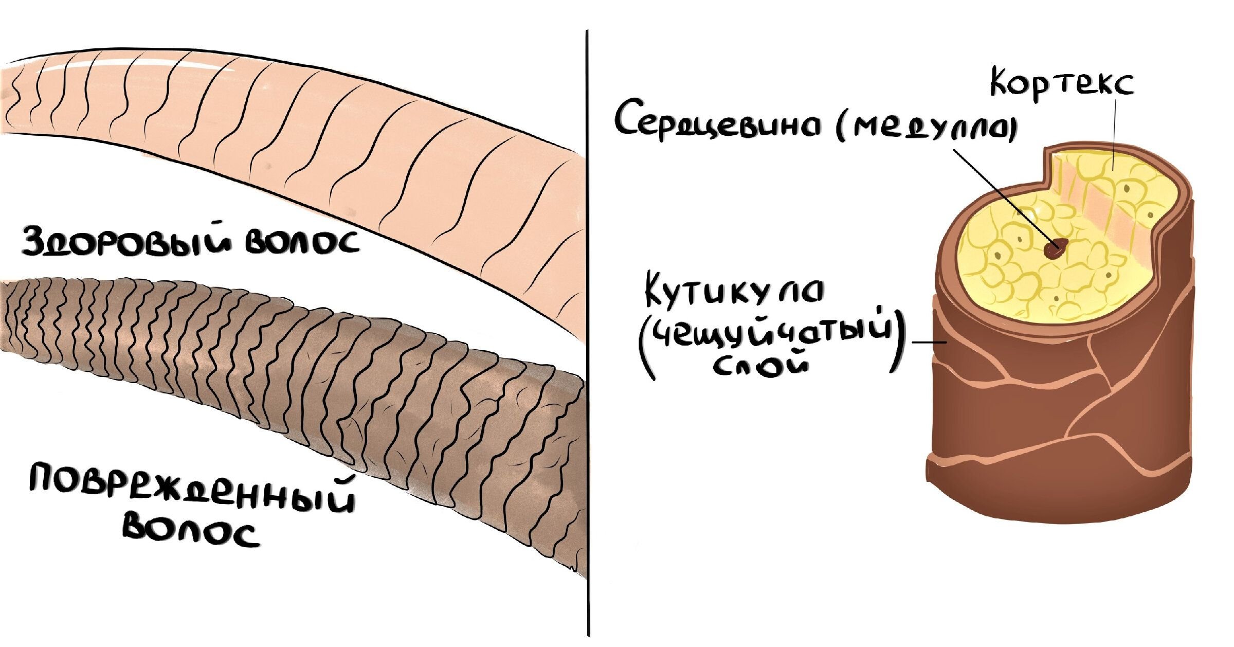 Поменялась структура волос. Строение волоса.