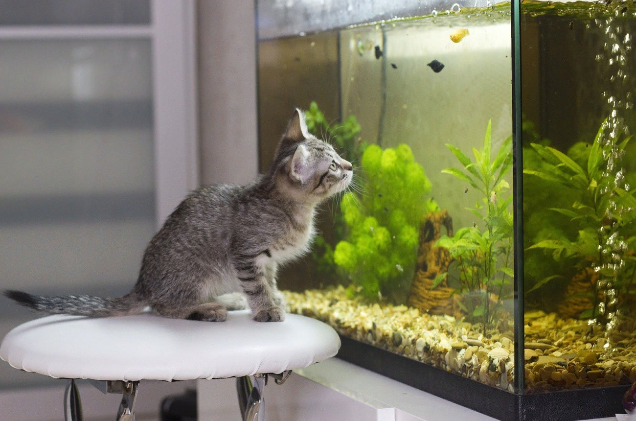 Коты и аквариум