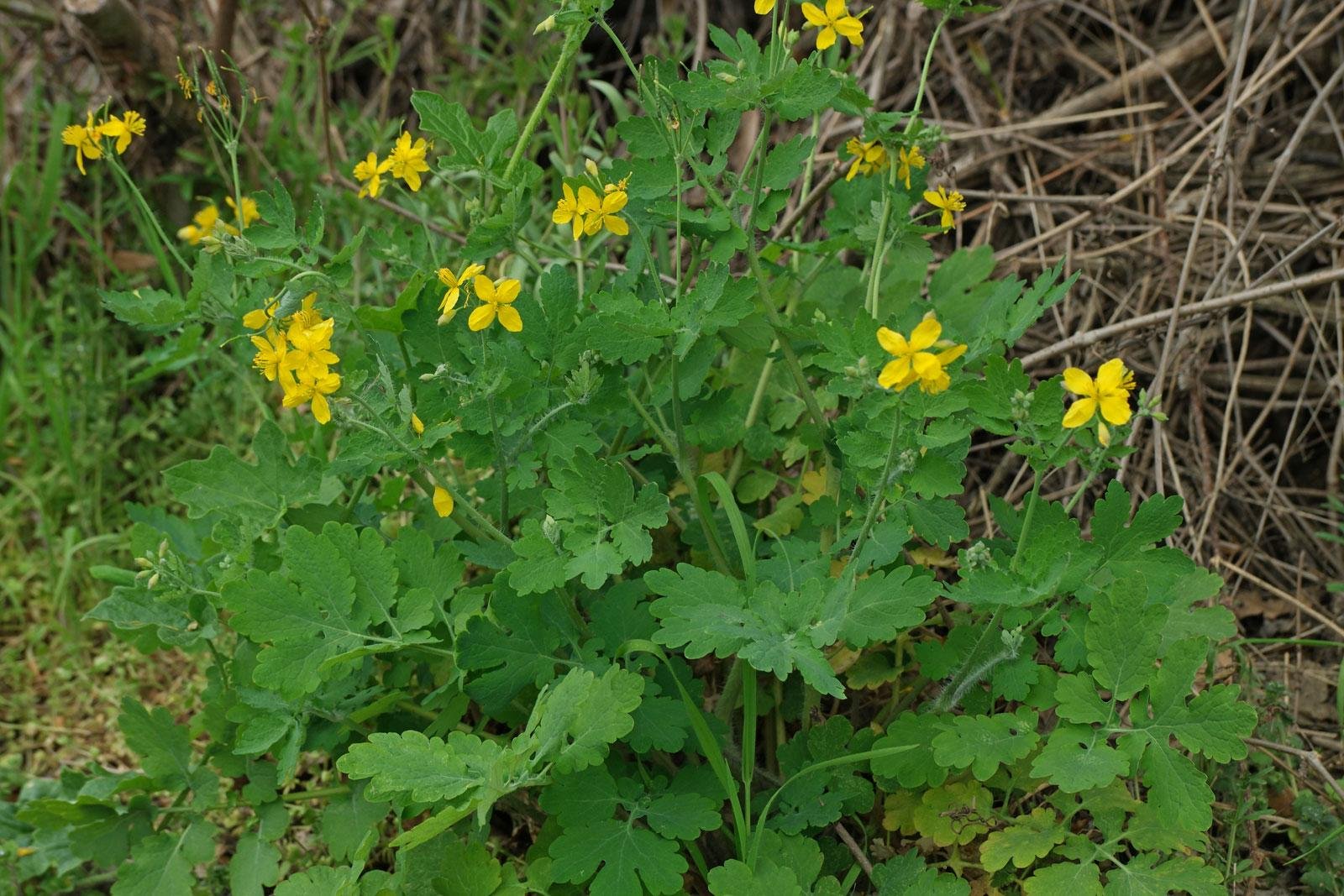 Chelidonium majus