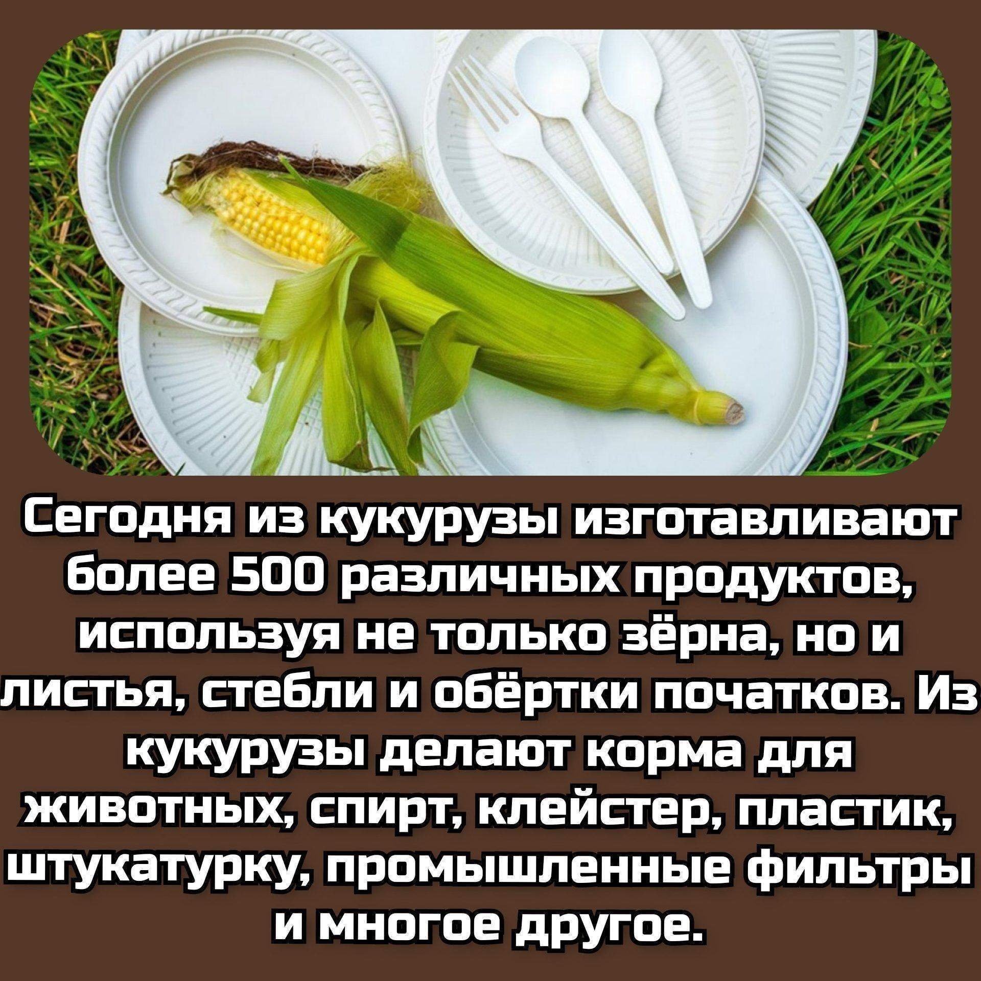 Из кукурузы делают штукатурку