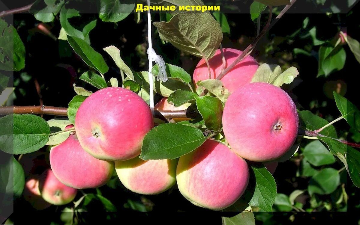 Яблоня красное раннее (3 года). Яблоня вишневая (вишневое). Яблоня вишневая (вишневое). Яблоня вишневое описание сорта. Яблоня вишневая (вишневое).