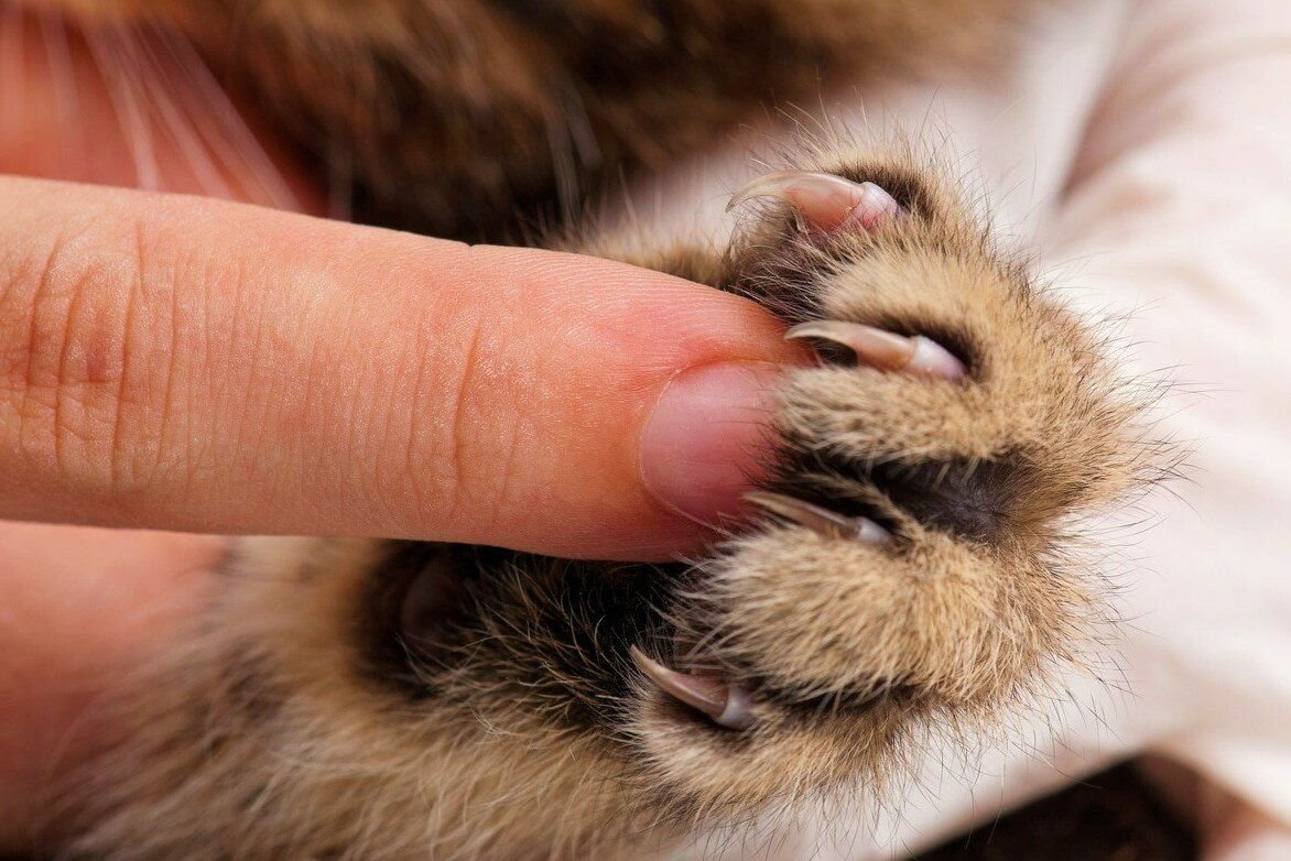 Кошачьи лапки передние. Почему у кота лапки. Кошачий коготь. Полидактилия у мейн кунов. Почему у кота лапки.