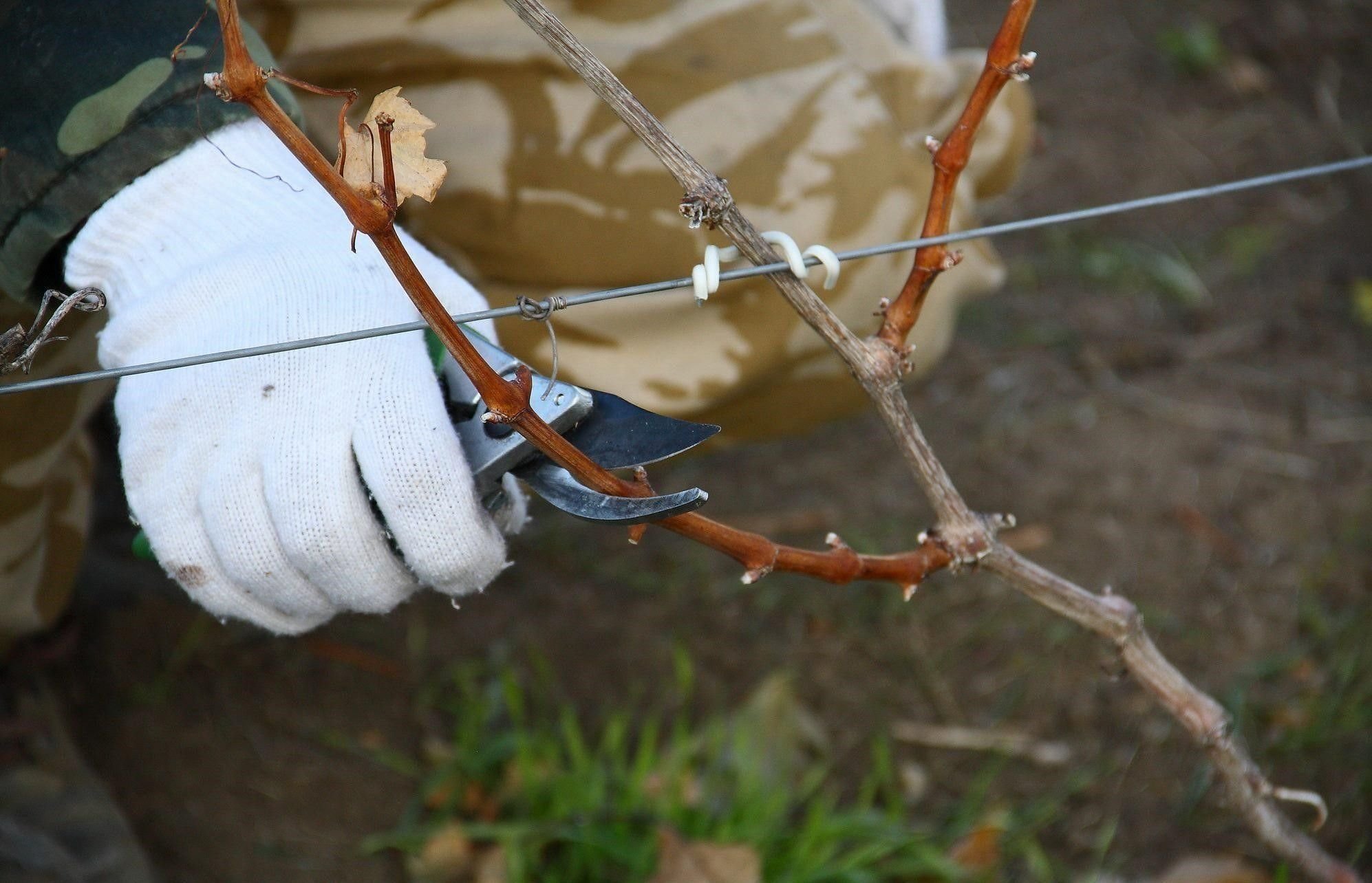 Главные этапы подготовки винограда к зиме | Мир садовода | Пульс Mail.ru