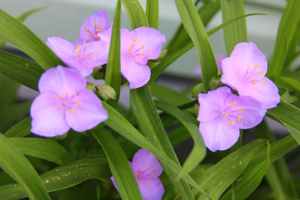 Традесканция пересадка. Традесканция виргинская Tradescantia virginiana. Традесканция виргинская Садовая. Традесканция Арендса. Традесканция Садовая белая.