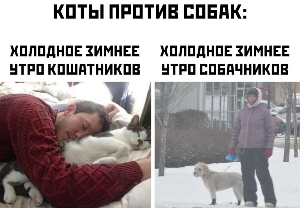 Утро собачника и кошатника