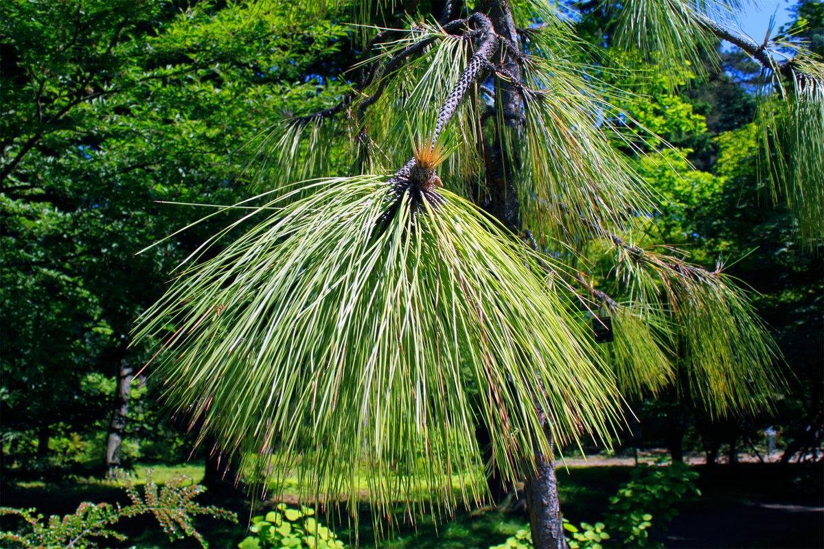 Сосны растут на болоте. Сосна Болотная длиннохвойная. Сосна Болотная Pinus palustris. Североамериканская Болотная сосна. Сосна Монтесумы (Pinus montezumae.