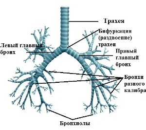 Бронхи и трахея схема