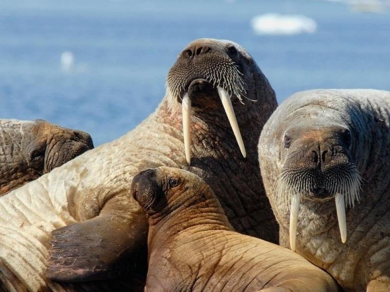 Русская арктика атлантические моржи. Животные холодных стран морж строение картинки для описания. Морж группа животных. Морж в полный рост. Остров врангеля моржи.