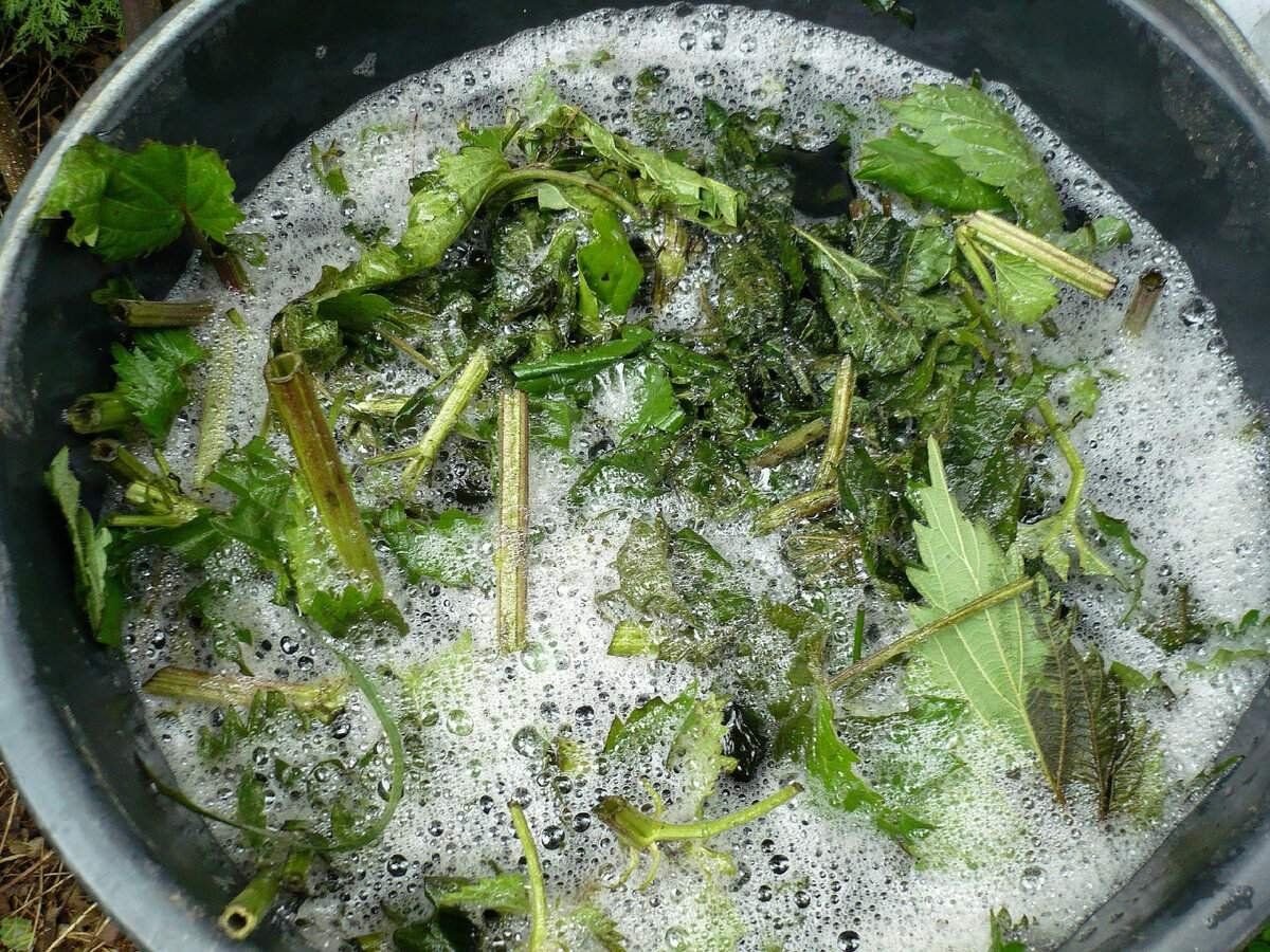 как приготовить подкормку. как приготовить подкормку. удобрение дрожжами рассады огурцов. подкормка для рассады помидор из дрожжей. раствор зола в огороде.