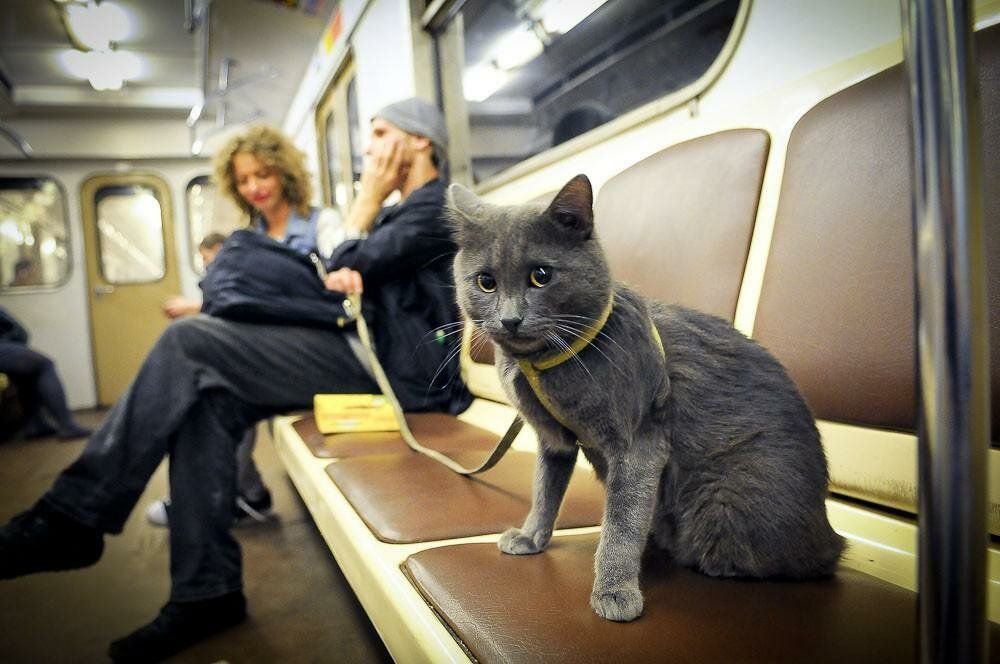 Кот пройти. Кот в метро. Животные транспорт. Животные в метро. Кошка в транспорте.