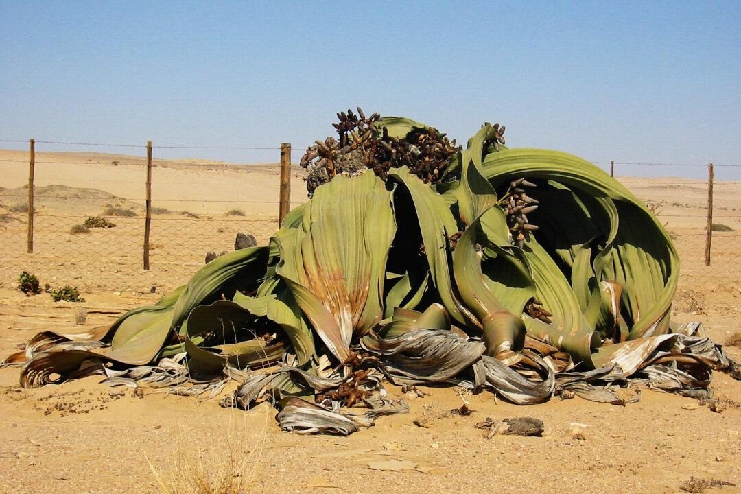 Какие растения в пустыне. Вельвичия удивительная (Welwitschia Mirabilis). Пустыня Намиб вельвичия. Вельвичия- растение пустыни Намиб. Вельтвичия удивительное.