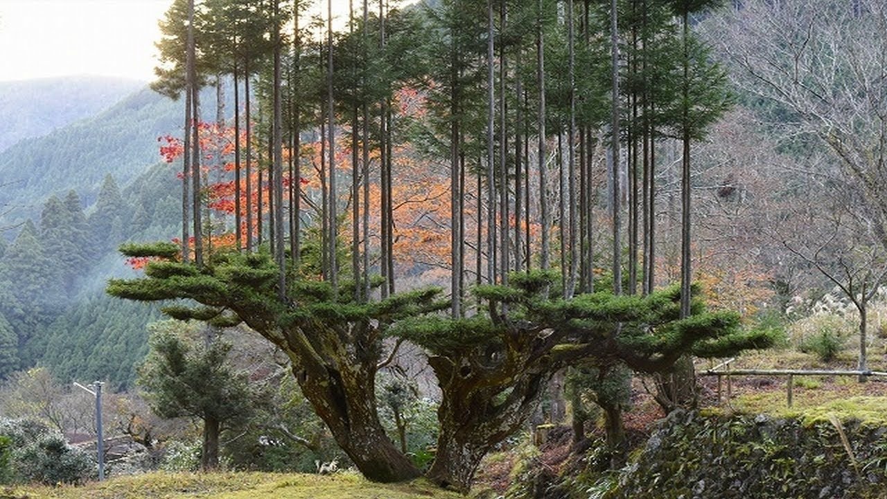 Лес самому. Кедр ДАЙСУГИ. Кедр Китаяма. ДАЙСУГИ В Японии. Криптомерия японская Дайсуке.