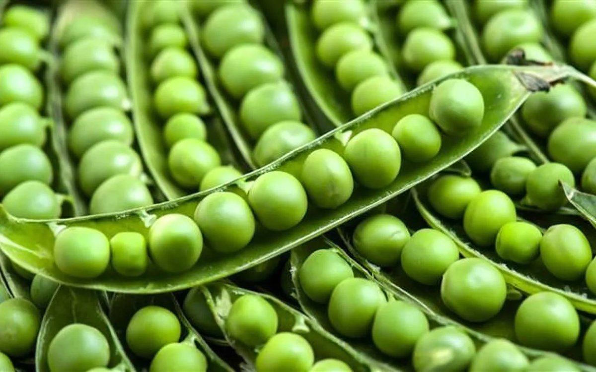 горох в тарелке. Chicharo. зеленый горох в стручках. зелёный горошек стручковый. горох.