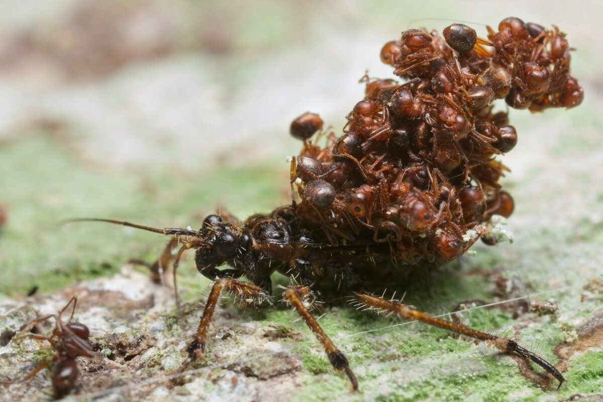 Почему умер муравей. Acanthaspis Petax. Клоп Acanthaspis Petax. Муравьиный Жук пауссида.