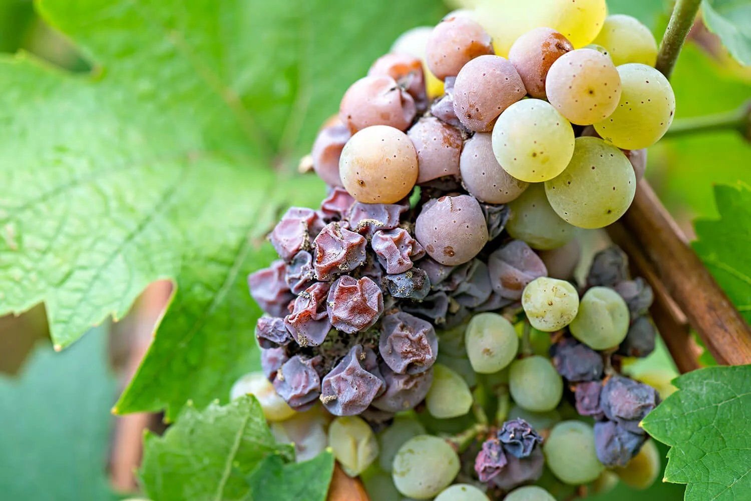 Жемчужные железы на винограде фото и описание