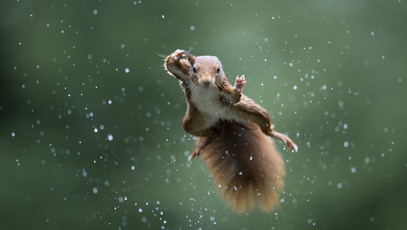 Comedy Wildlife Photography Awards 2022