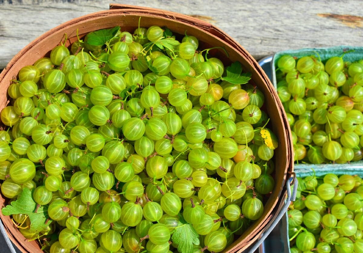 Лесной крыжовник