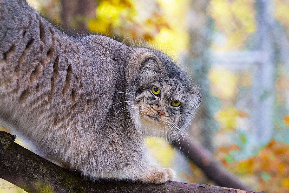 Кошки породы Манул