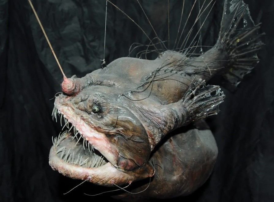 меланоцет джонсона. морской удильщик. морской чёрт удильщик. морской черт глубоководный удильщик. морской черт где обитает.