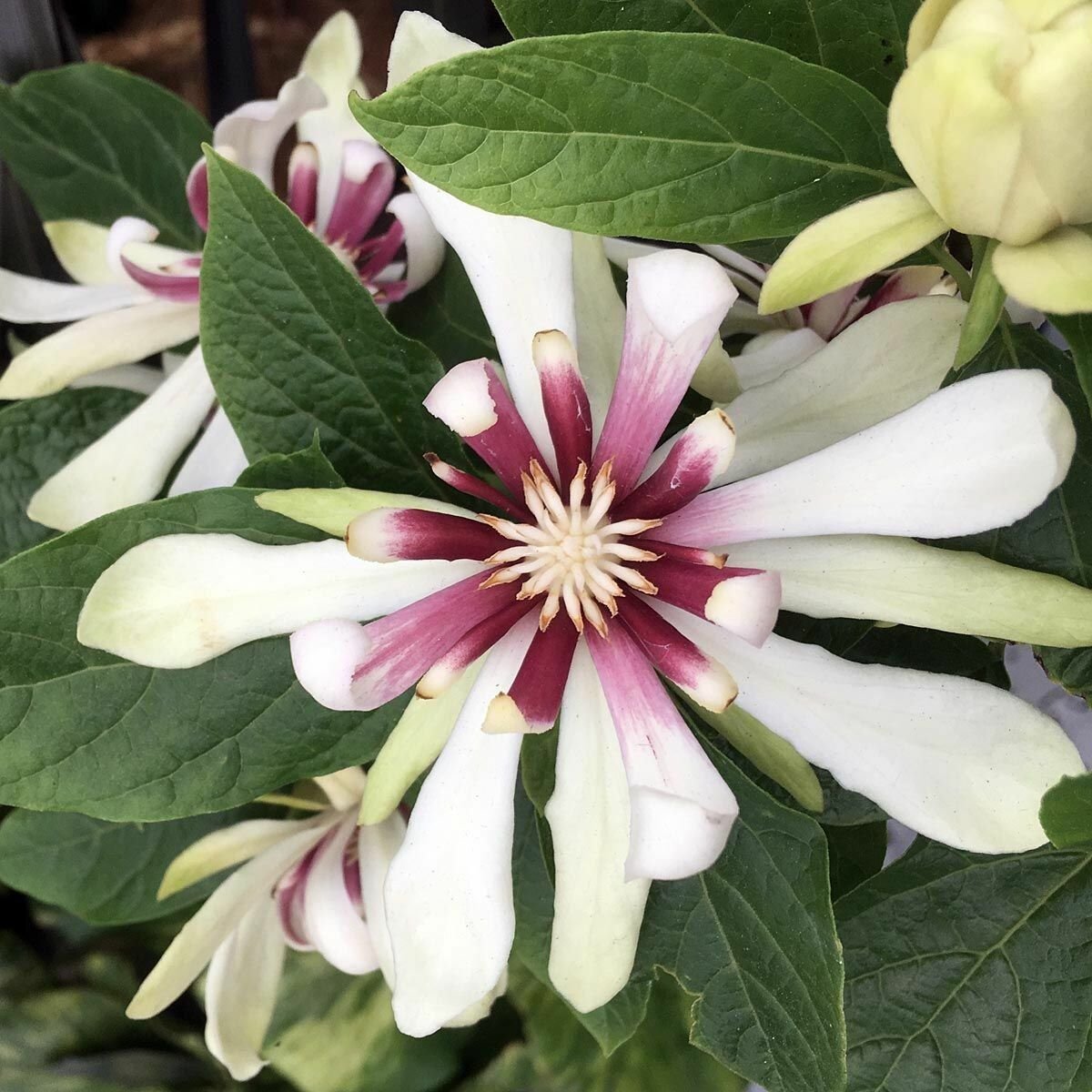 Calycanthus x raulstonii 'venus'. Виноград марс. Венус сорт. Венус сорт. Каликант calycanthaceae ferax.