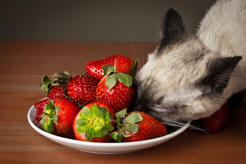 Можно собакам клубнику. Кот клубника. Котенок с клубникой. Котик с ягодами. Котик ест клубнику.
