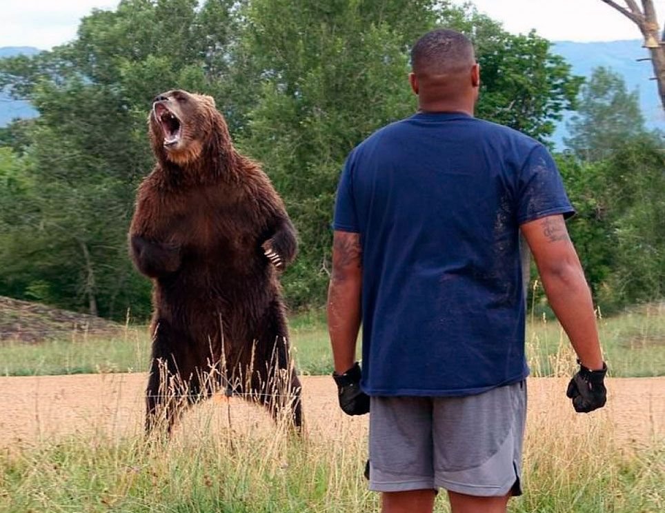 Где надо спасать медведей