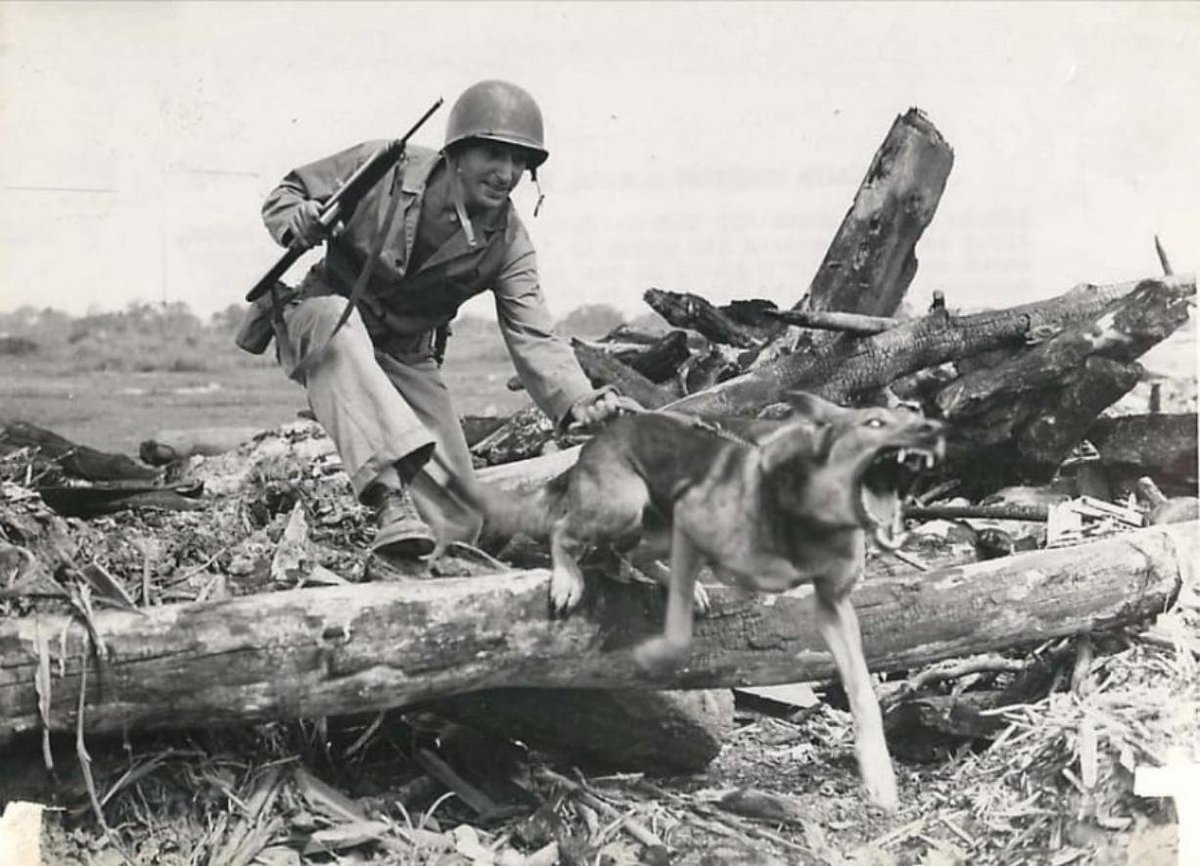 Собаки в годы вов. Немецкая овчарка 1945. Собаки во второй мировой войне 1941-1945. Сторожевые собаки в годы ВОВ.
