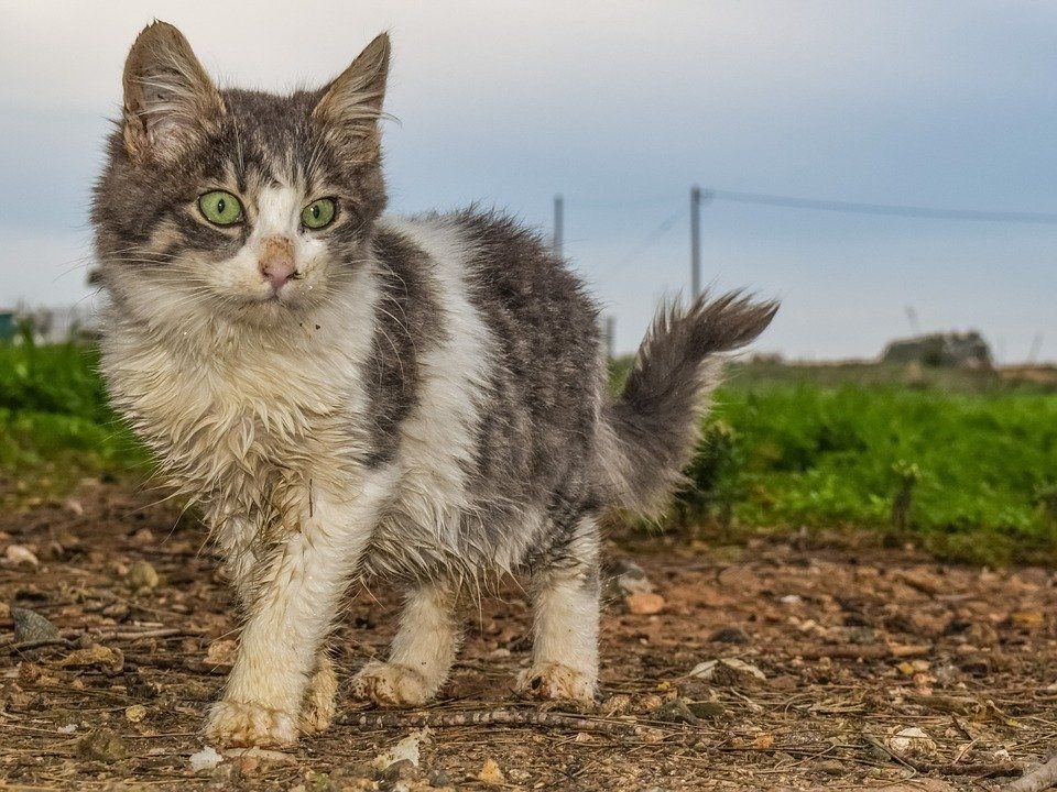 Кошка каждый. Бездомные кошки. Бродячие кошки. Уличный котенок. Беспризорные кошки.