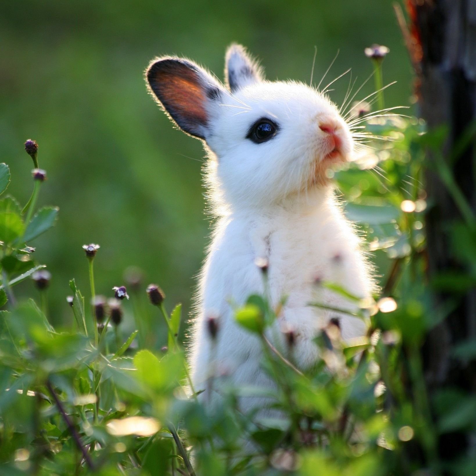 Легкие животных фото