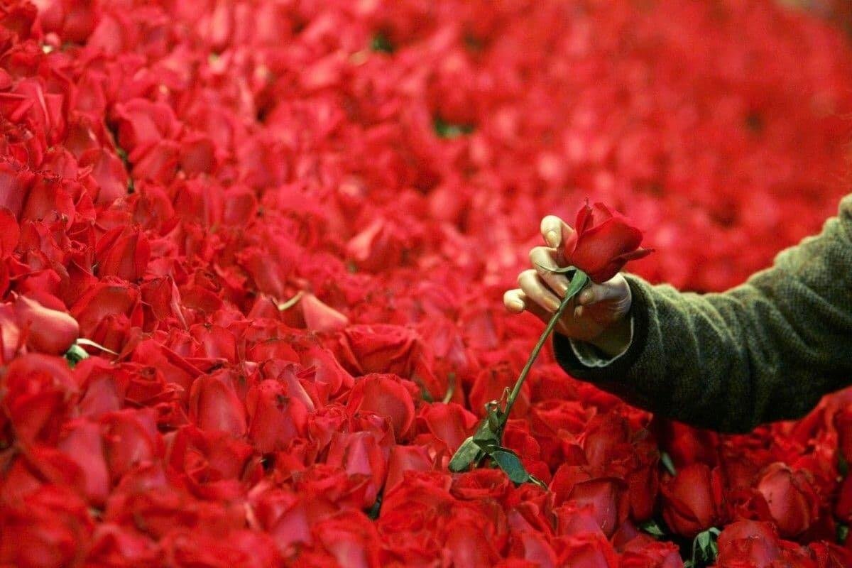 Жизнь в красном цвете. Красный цветок. Миллион роз. Миллион алых роз. Плантации роз.