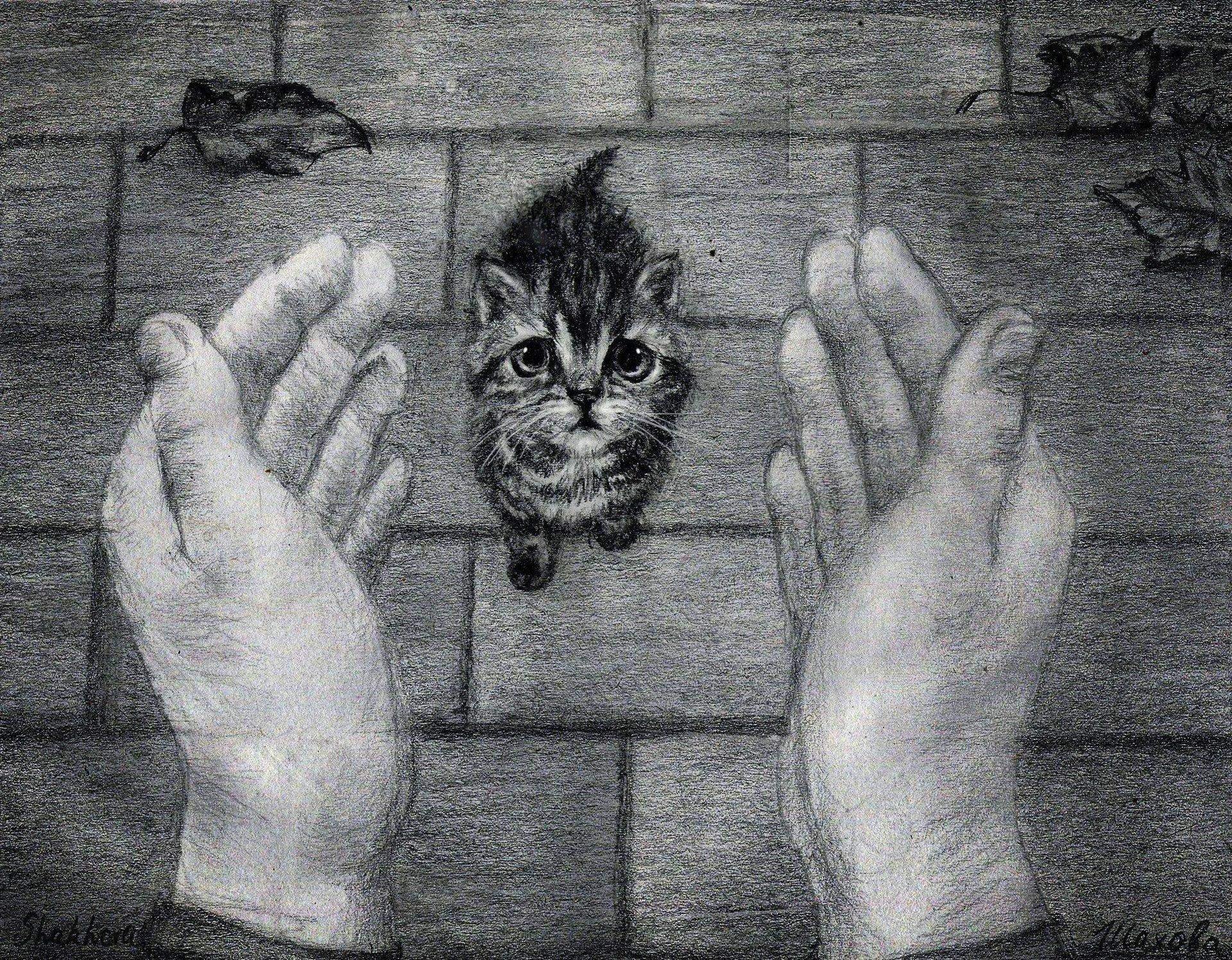 Бездомный кот на руках
