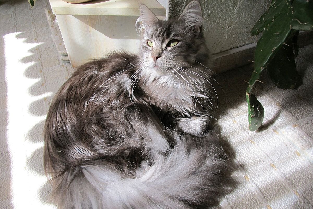 Мейн-кун гоша. Мейн кун моется. Почему у мейн куна появляется перхоть. Цвет глаз у мейн кунов. Мейн кун гадит.