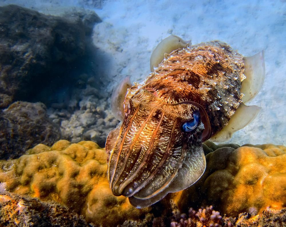 Морское головоногое. Морские головоногие моллюски. Каракатица моллюск. Гигантская австралийская каракатица. Моллюск красное море каракатица.