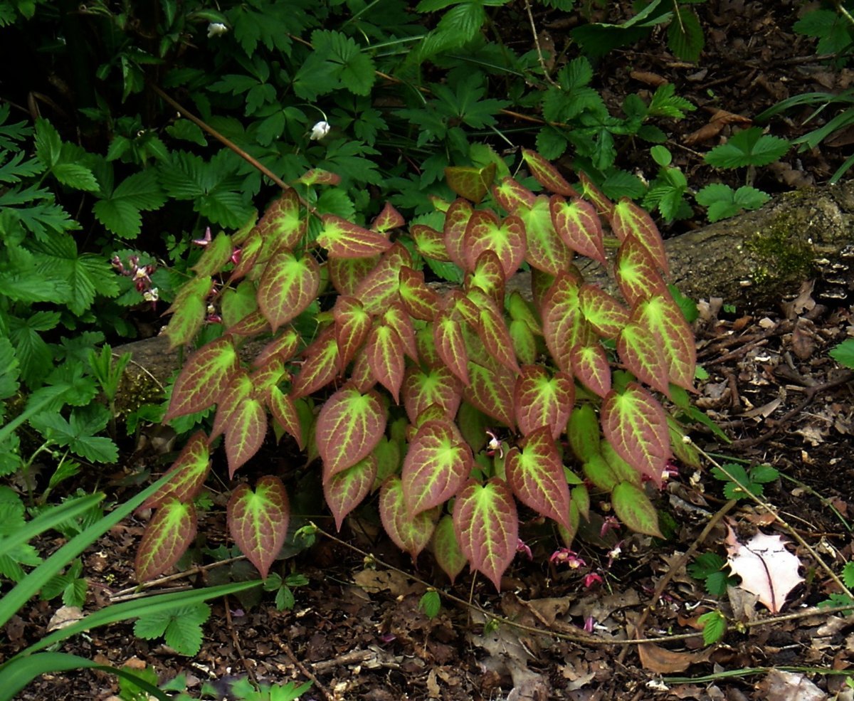 Горянка красная Epimedium rubrum