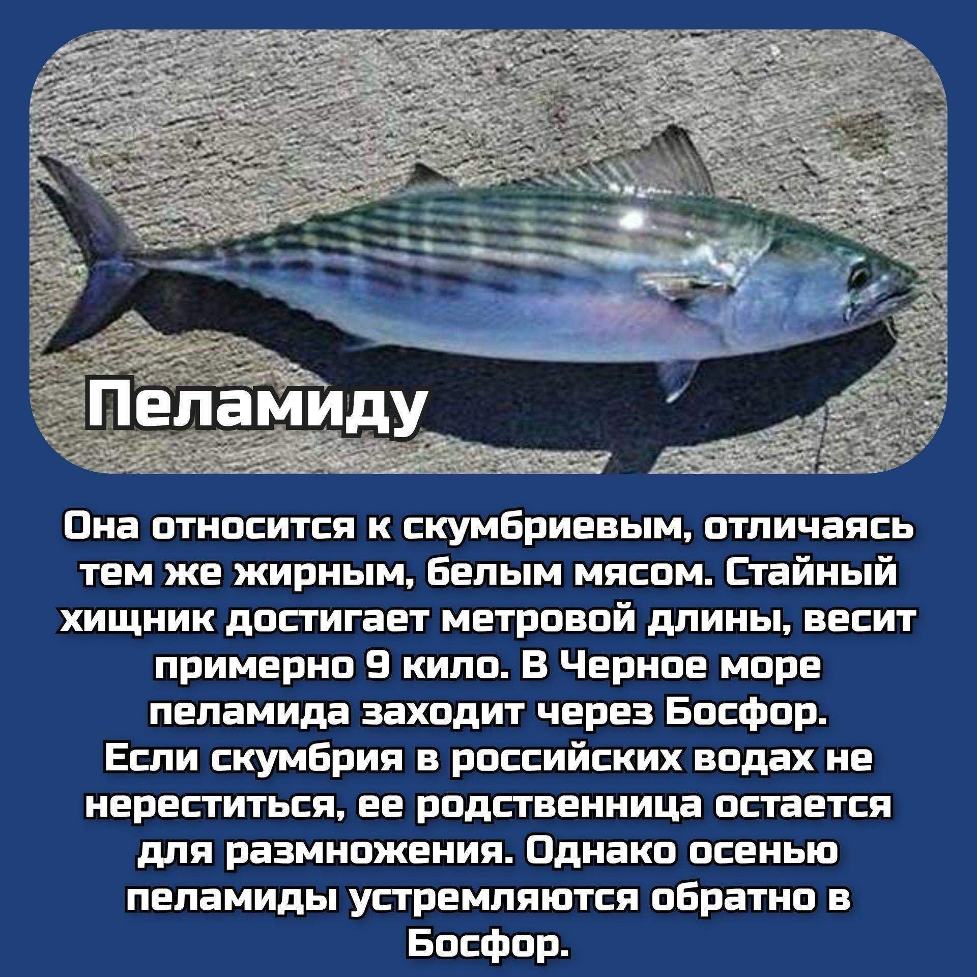 рыбы черного моря названия и фото