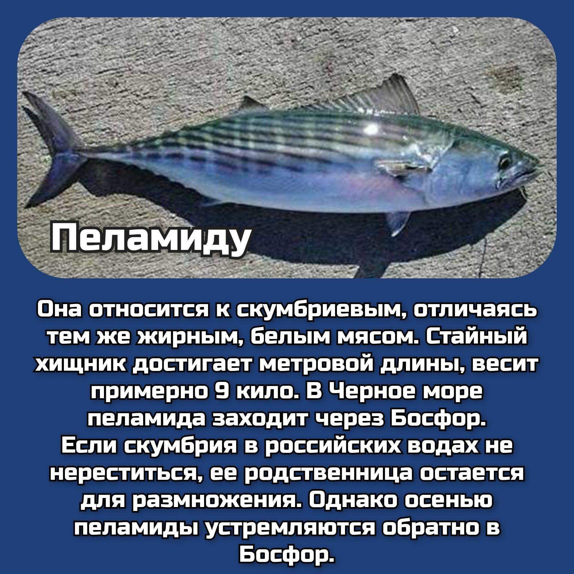 морская рыба черного моря названия