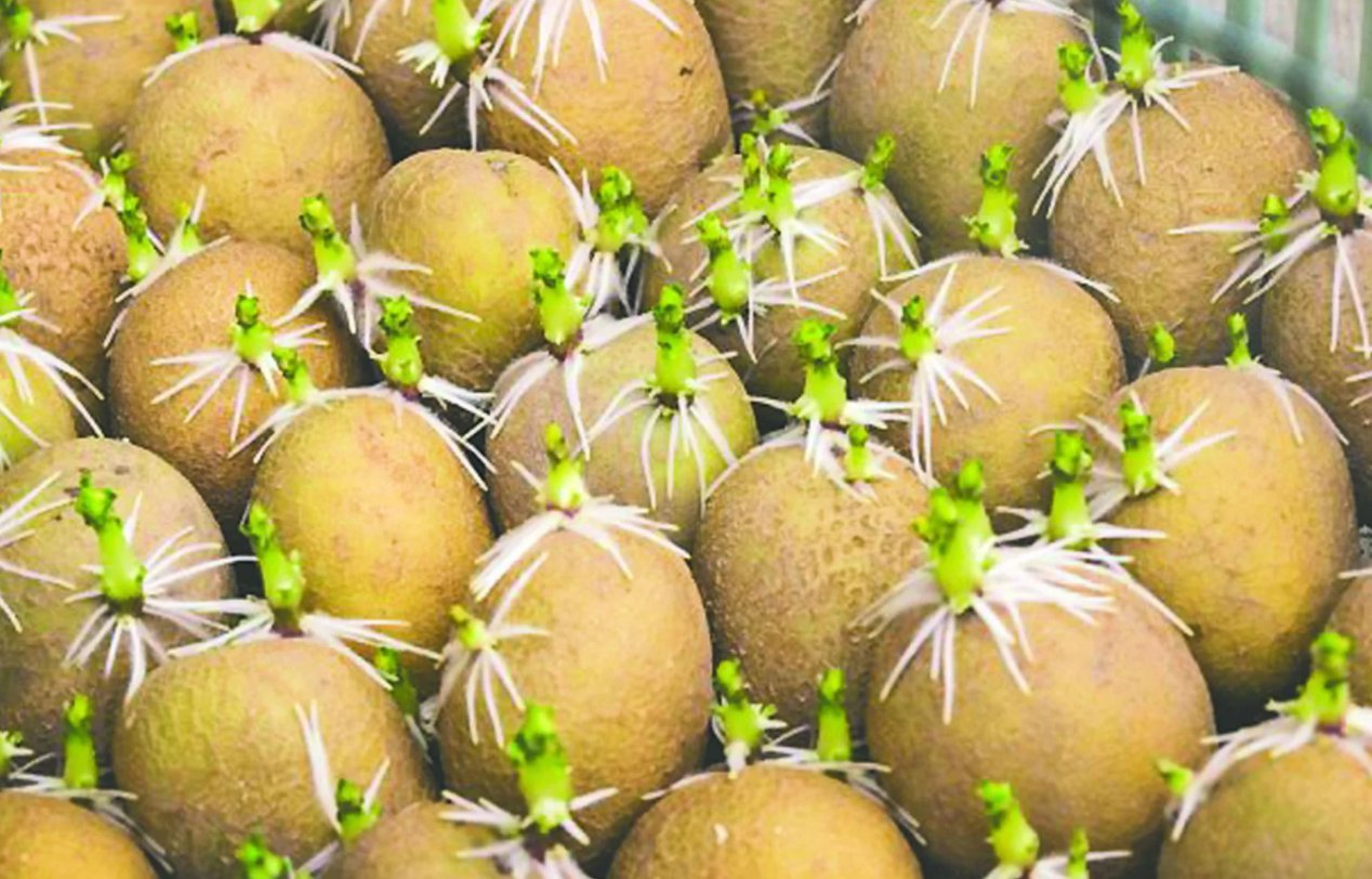 Яровизация клубней картофеля