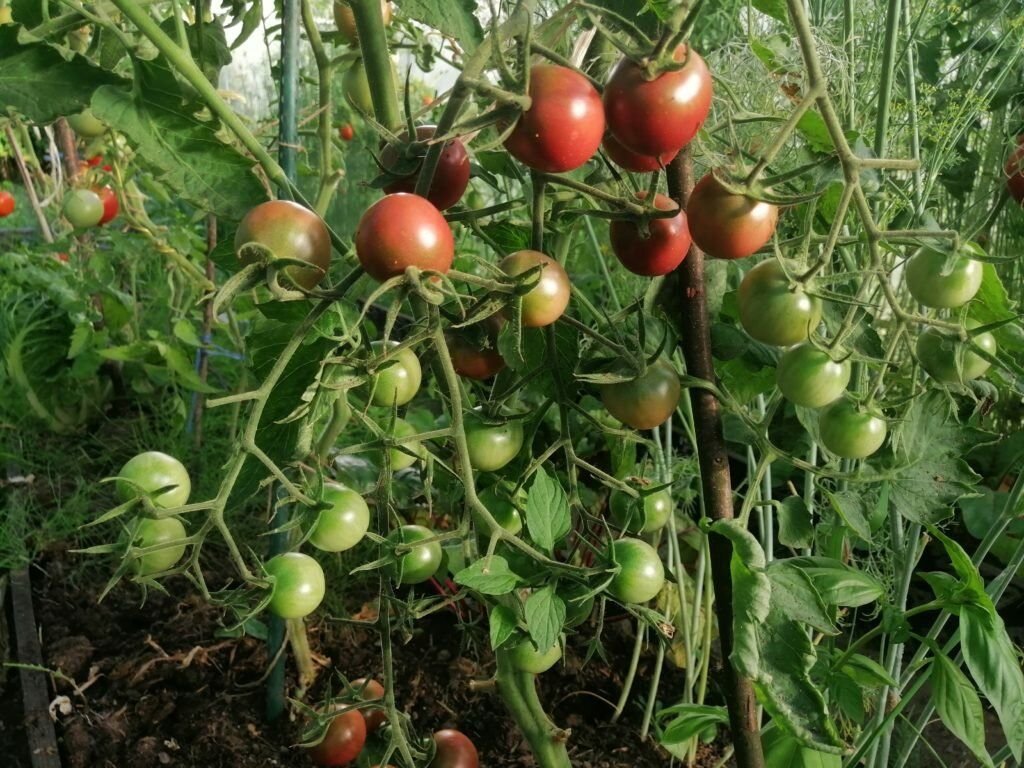 томат f1 гунин. томат снегопад f1 "селекция мязиной". томат снегопад биотехника. сорт снегопад. сорт снегопад f1 томат.