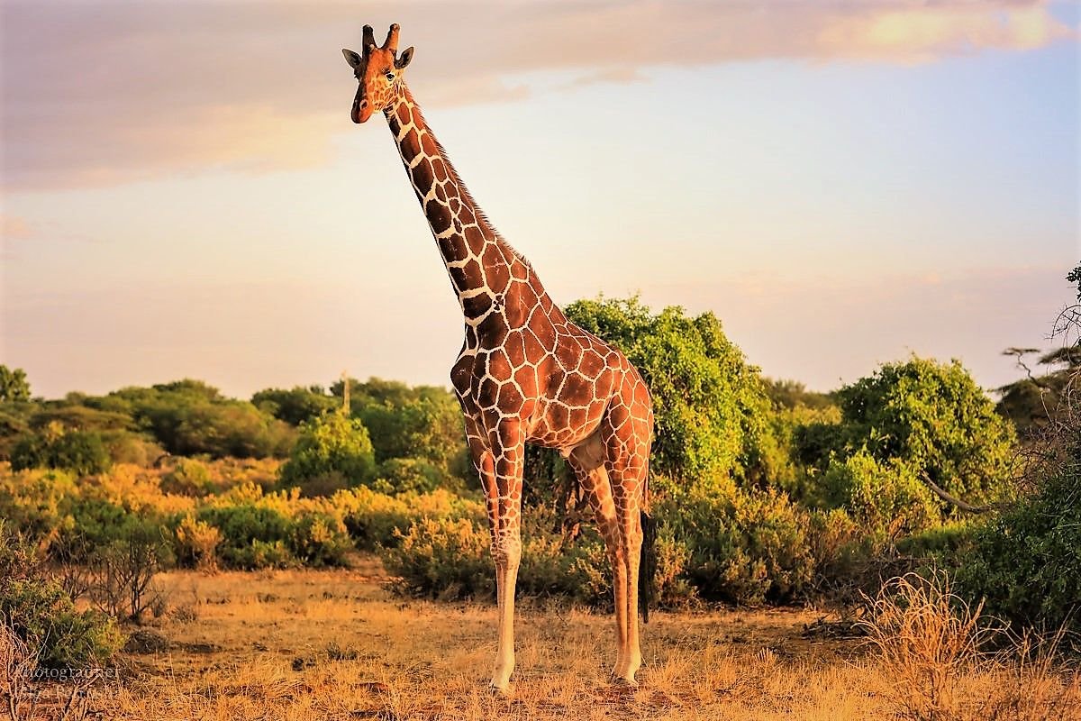 Самые высокие африки. Родезийский Жираф. Жираф в саванне. Нубийский Жираф. Жираф саванны Африки.
