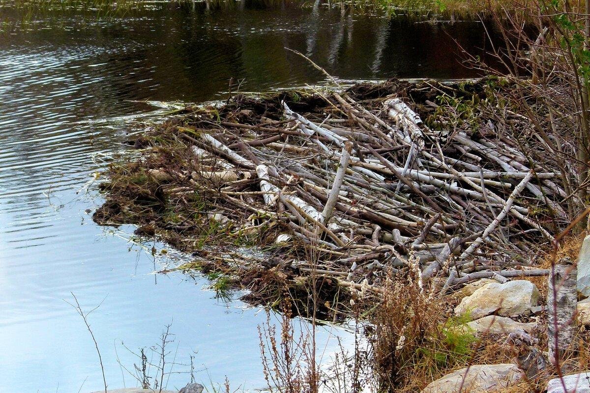 обыкновенный бобр плотина. запруда на речке. река великая ярославская запруда. плотина бобров в канаде 850 метров. запруда на реке.